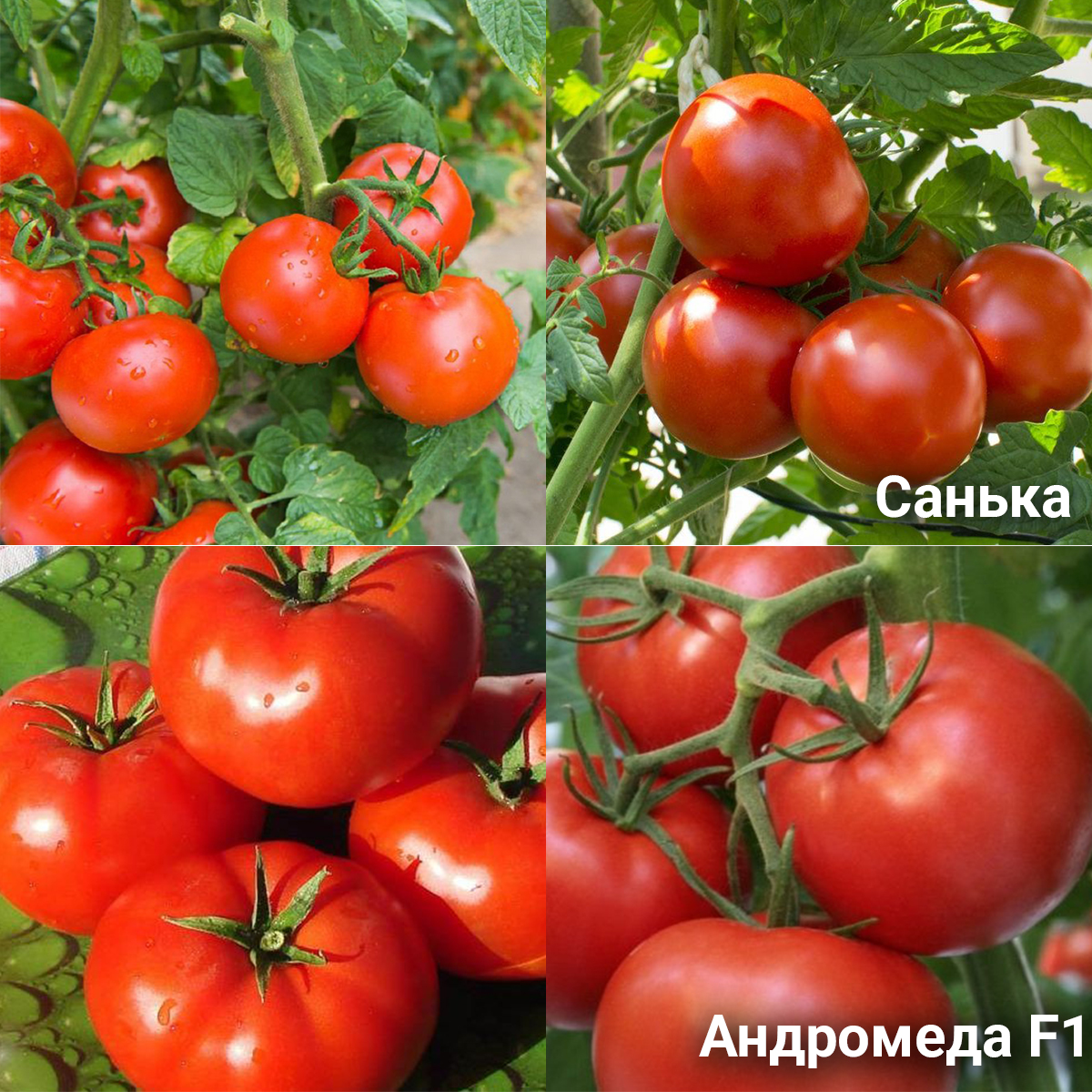 сорта ранних томатов для открытого грунта низкорослые для подмосковья